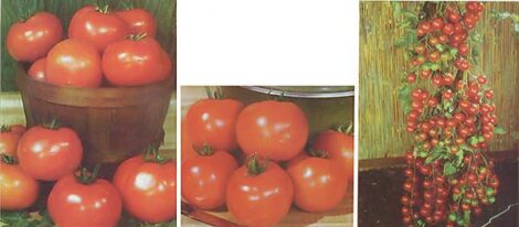The Top Tomatoes Image